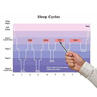 Sleep Cycles